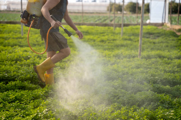 Best Ant Control Services  in Liberty, MO