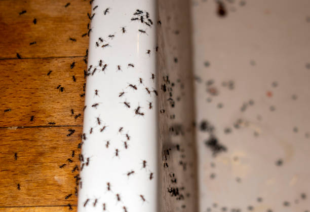 Best Wasp Removal Services  in Liberty, MO