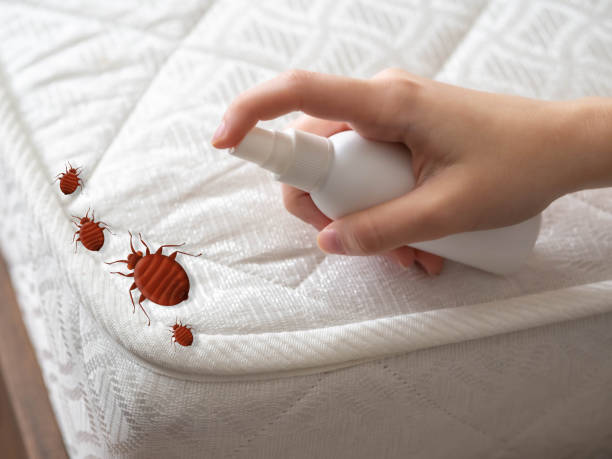 Best Spider Control Near Me  in Liberty, MO