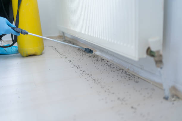 Best Local Pest Control Services  in Liberty, MO
