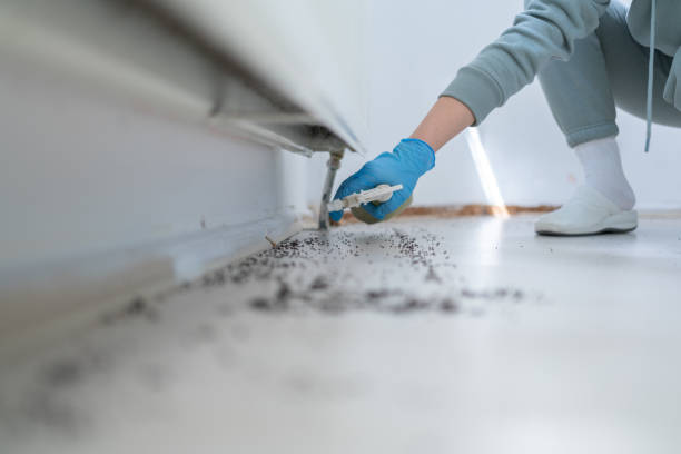 Best Termite Control Services  in Liberty, MO